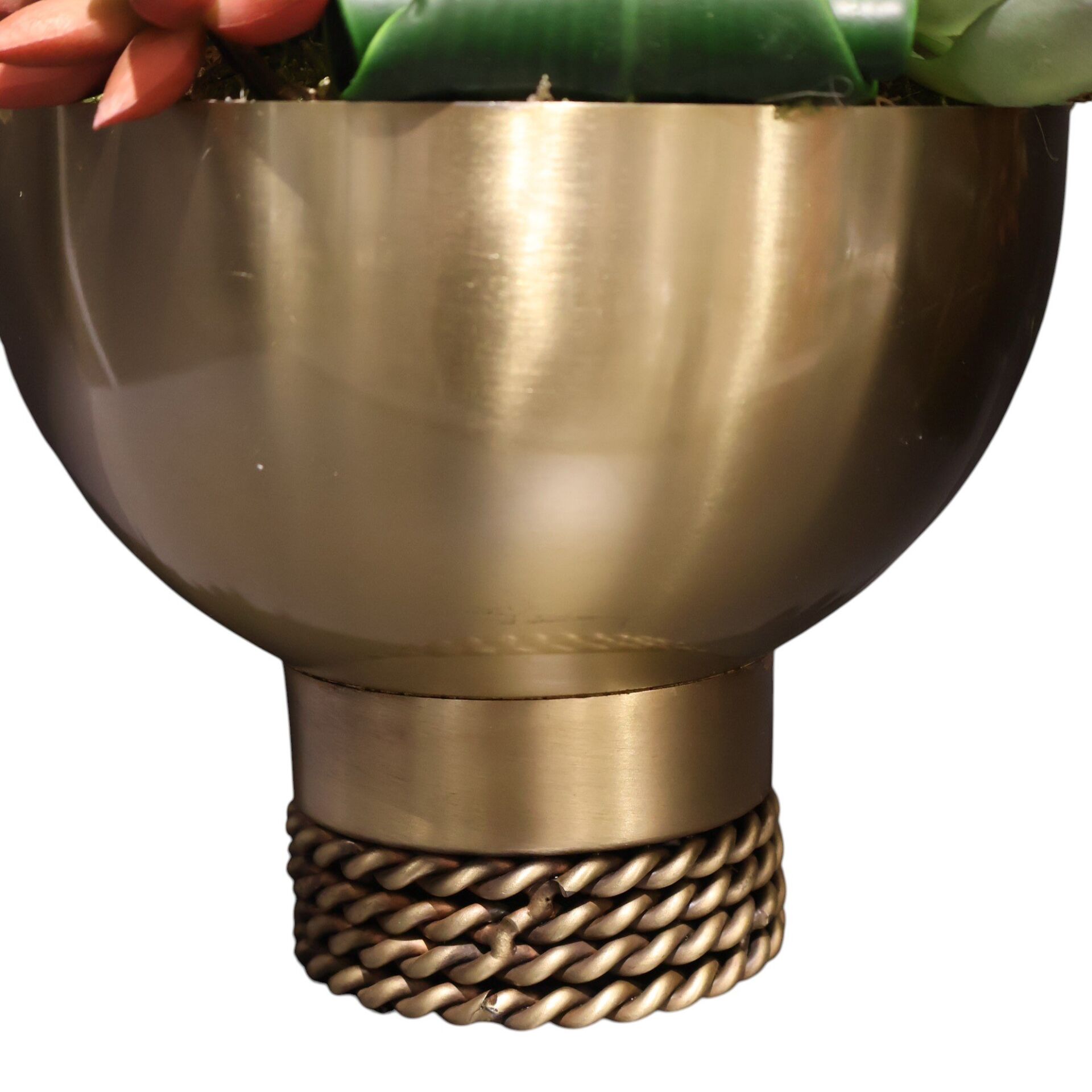 Burgu Taban Sukulent Eskitme Büyük