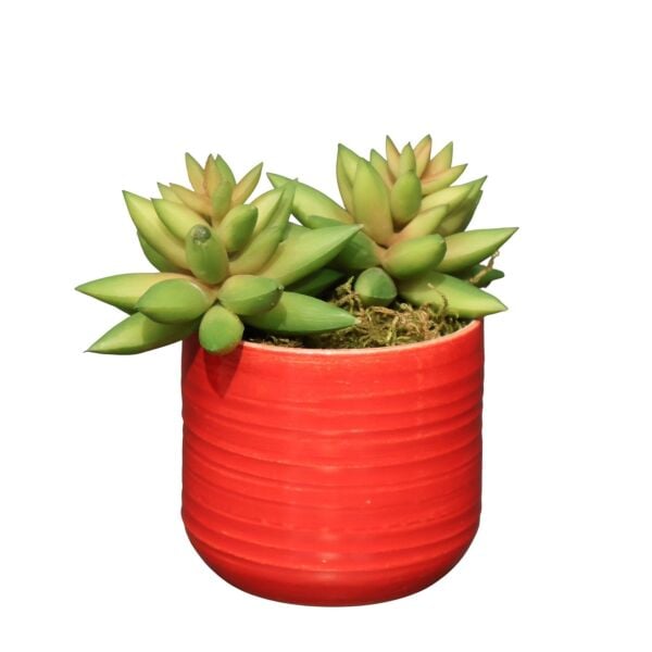 Sukulent Saksı Mor 13Cm