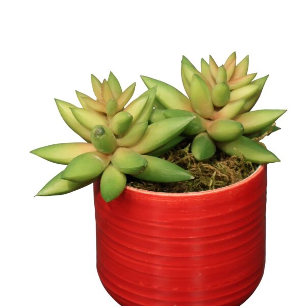 Sukulent Saksı Mor 13Cm Kırmızı