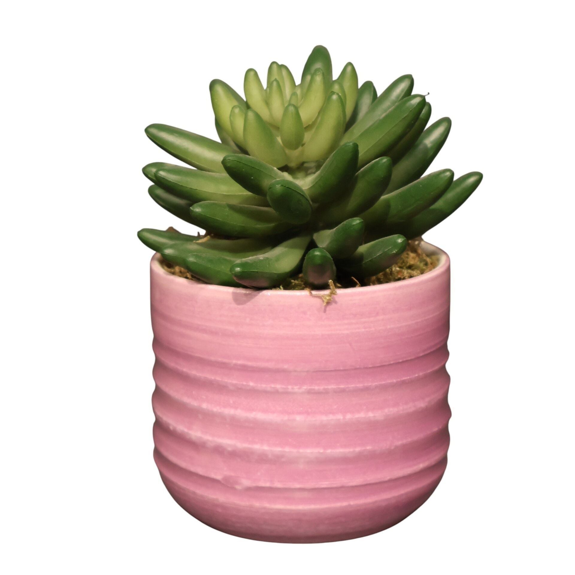 Sukulent Saksı Mor 13Cm Mor