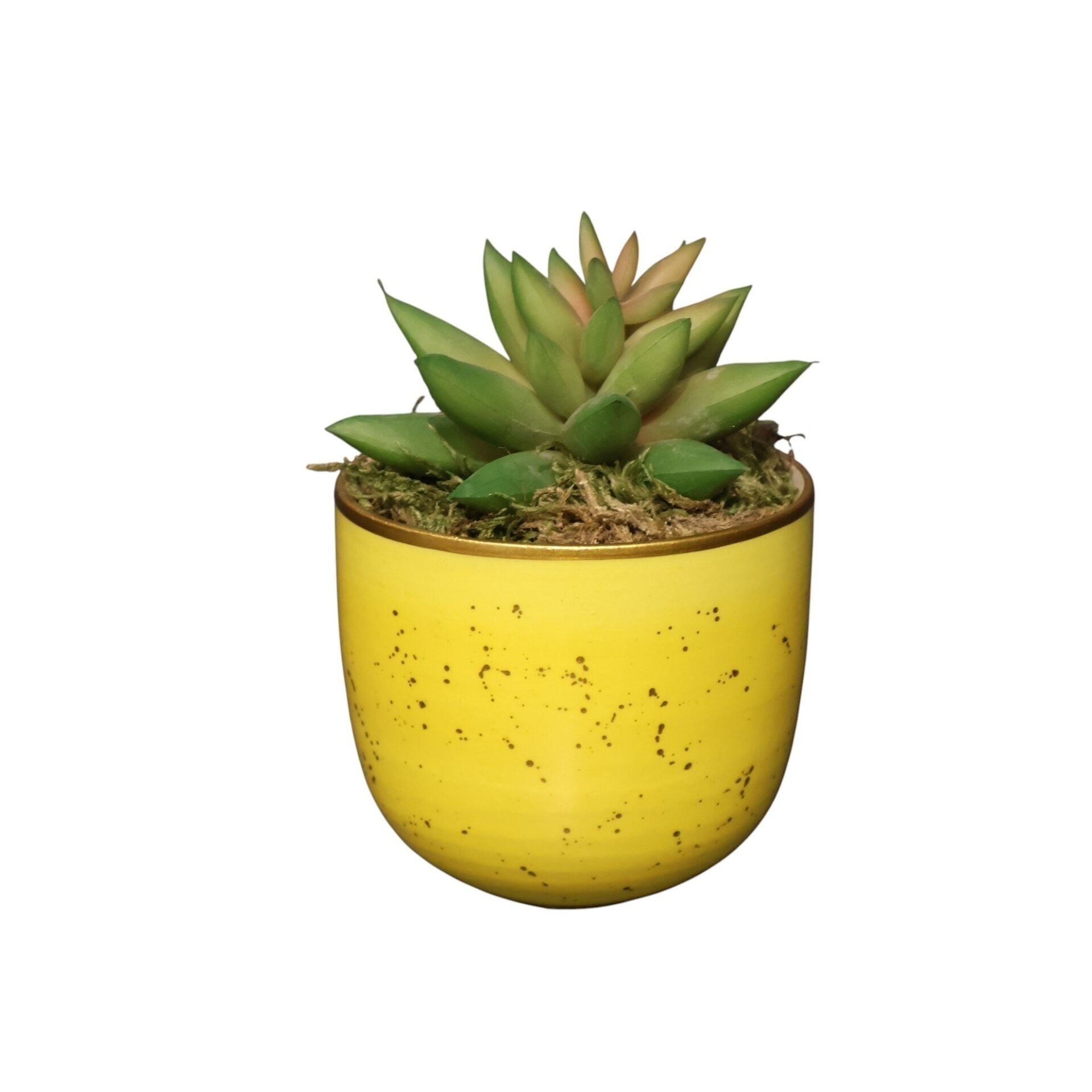 Sukulent Saksı Mor 13Cm Sarı