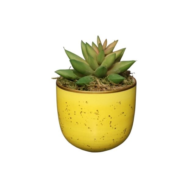 Sukulent Saksı Mor 13Cm Sarı