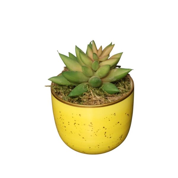 Sukulent Saksı Mor 13Cm Sarı