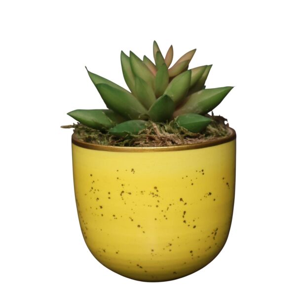 Sukulent Saksı Mor 13Cm Sarı