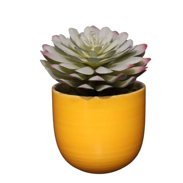 Sukulent Saksı Mor 13Cm Turuncu