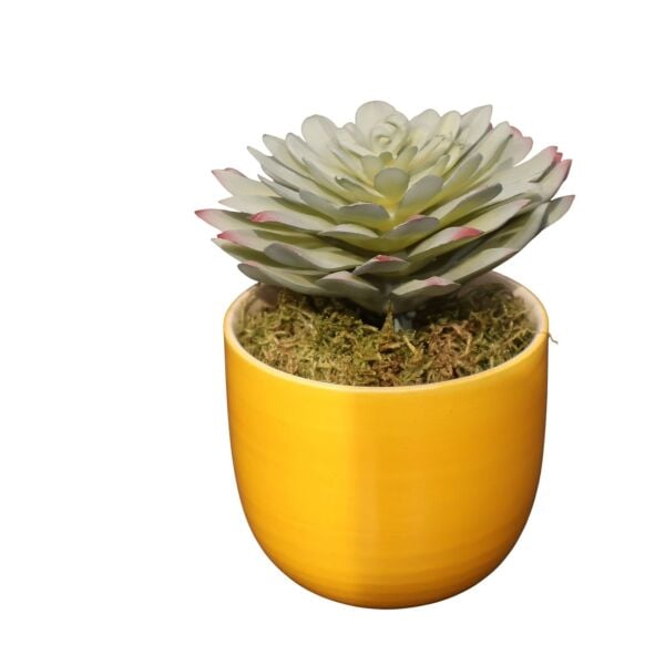 Sukulent Saksı Mor 13Cm Turuncu