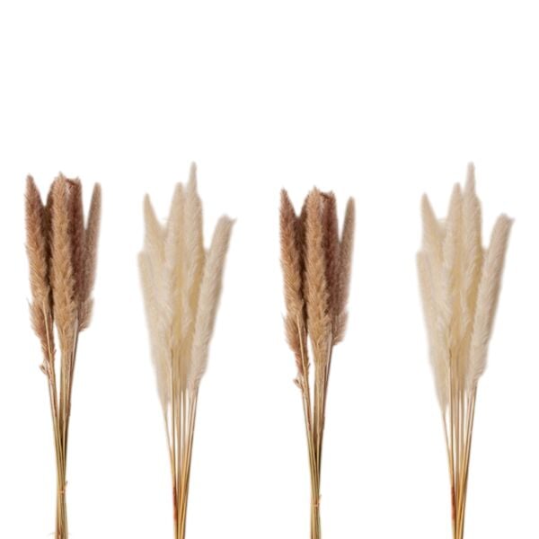 10'lu Pampas 80 Cm