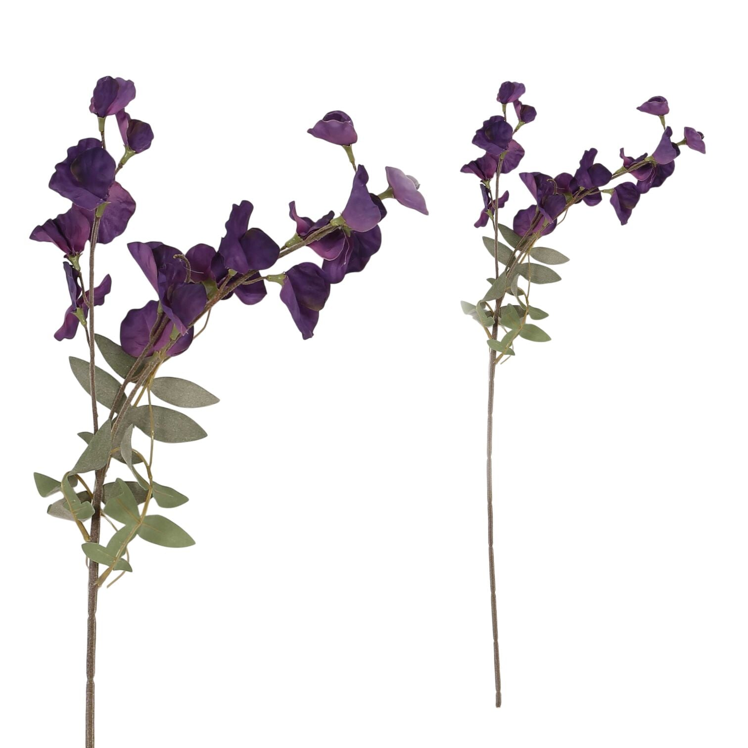 Bezelye Çiçeği Purple Beyaz