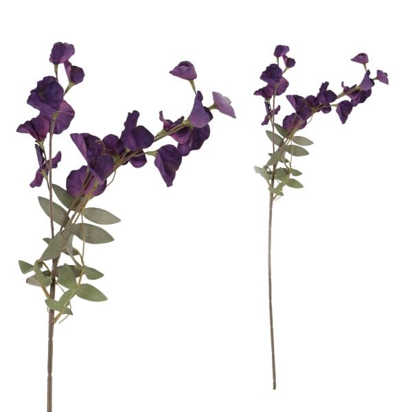 Bezelye Çiçeği Purple Beyaz