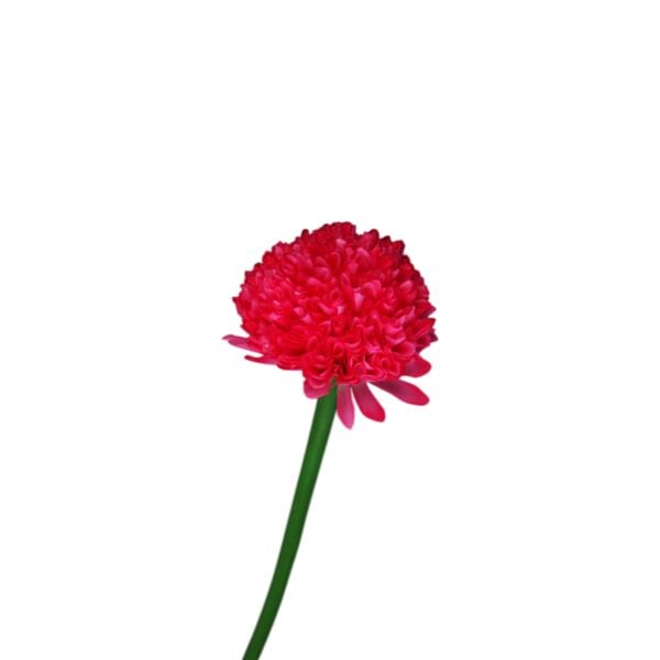 Kadife Çiçeği Koyu Pembe