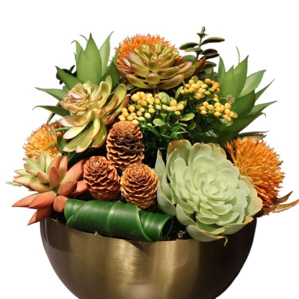 Burgu Taban Sukulent Eskitme Büyük