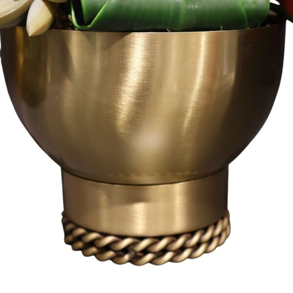 Burgu Taban Sukulent Eskitme Küçük