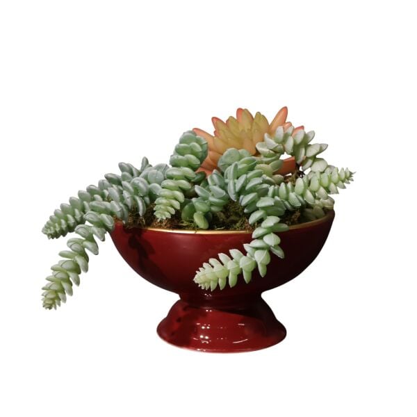 Sukulent Ayakl Kase Kırmızı Ottoman Bordo