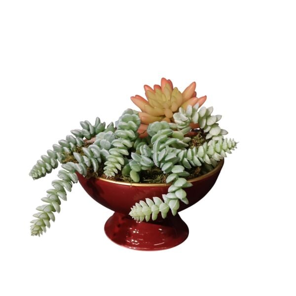 Sukulent Ayakl Kase Kırmızı Ottoman Bordo