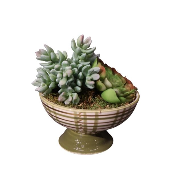 Sukulent Ayakl Kase Kırmızı Ottoman Yeşil