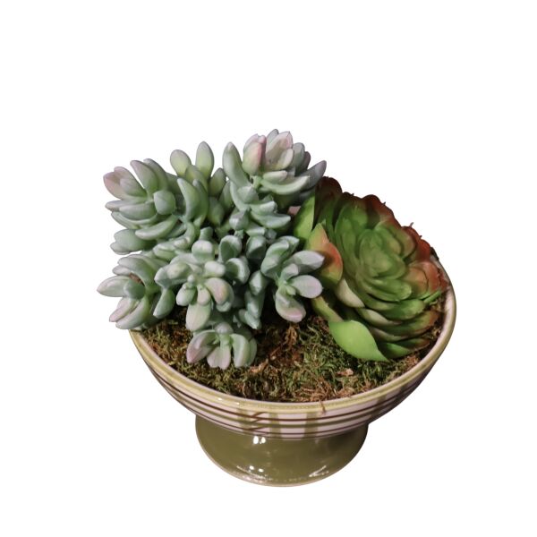 Sukulent Ayakl Kase Kırmızı Ottoman Yeşil