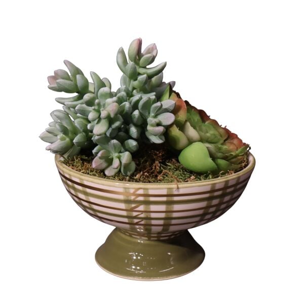 Sukulent Ayakl Kase Kırmızı Ottoman Yeşil