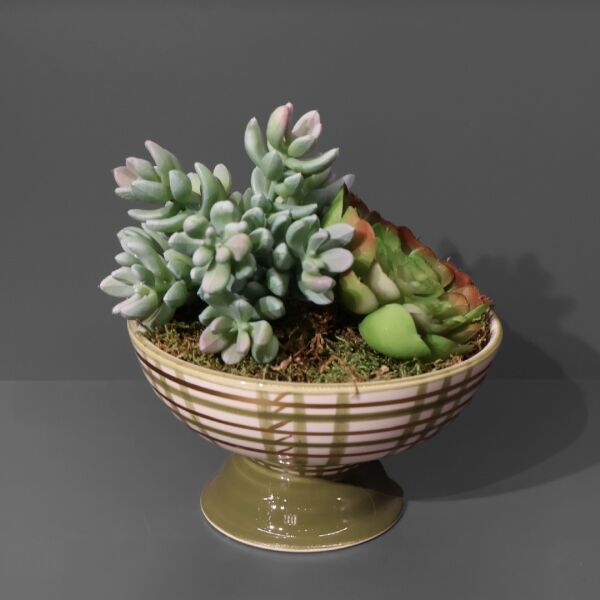 Sukulent Ayakl Kase Kırmızı Ottoman Yeşil