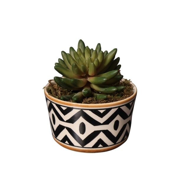 Sukulent Kase African