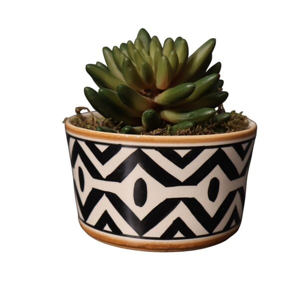 Sukulent Kase African