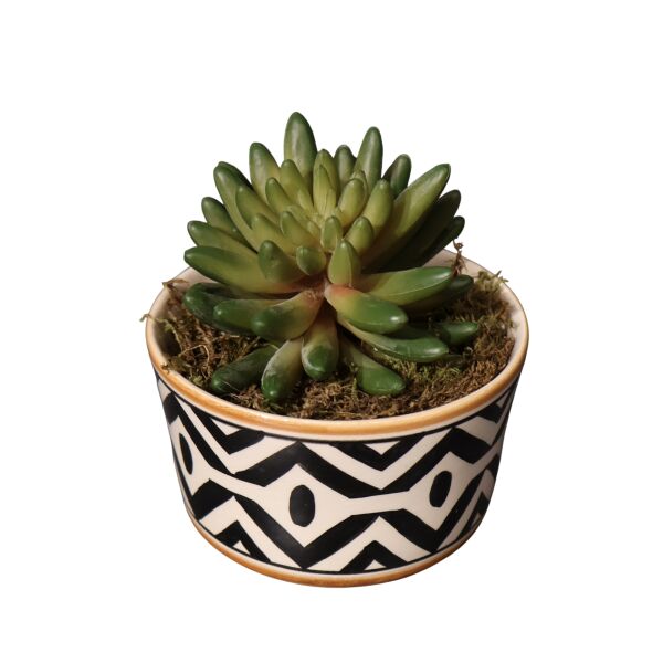 Sukulent Kase African