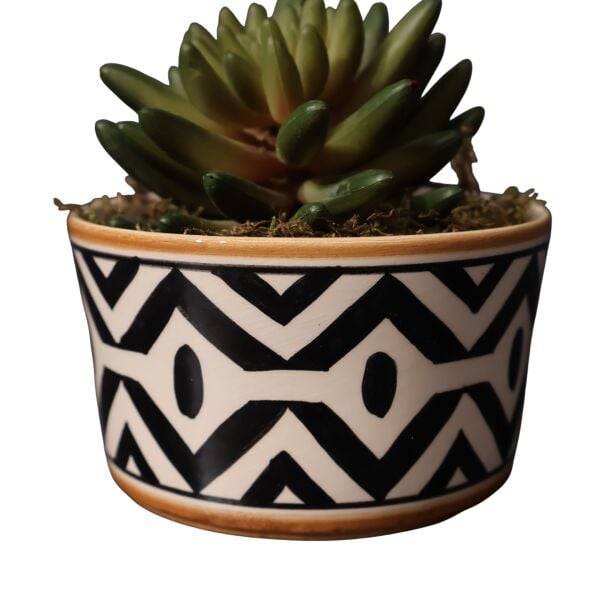 Sukulent Kase African