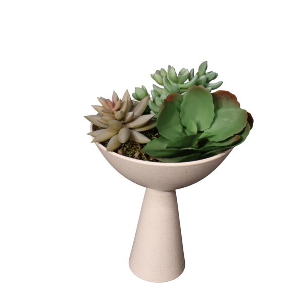 Sukulent Huni Kase Beyaz