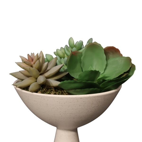 Sukulent Huni Kase Beyaz