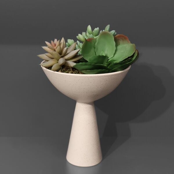 Sukulent Huni Kase Beyaz