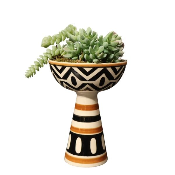 Sukulent Huni Kase Beyaz