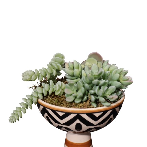 Sukulent Huni Kase Beyaz African