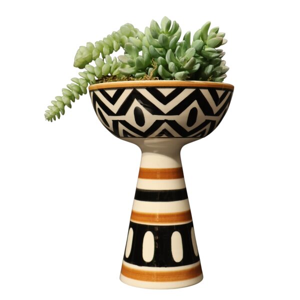 Sukulent Huni Kase Beyaz African