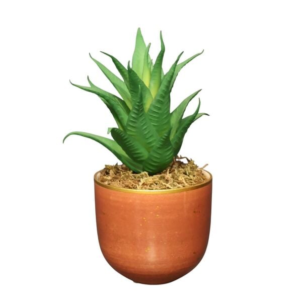 Tarçın Mini Sukulent