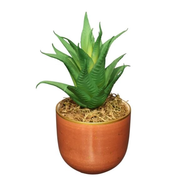 Tarçın Mini Sukulent