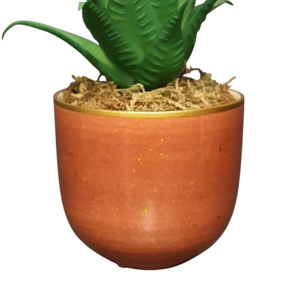 Tarçın Mini Sukulent