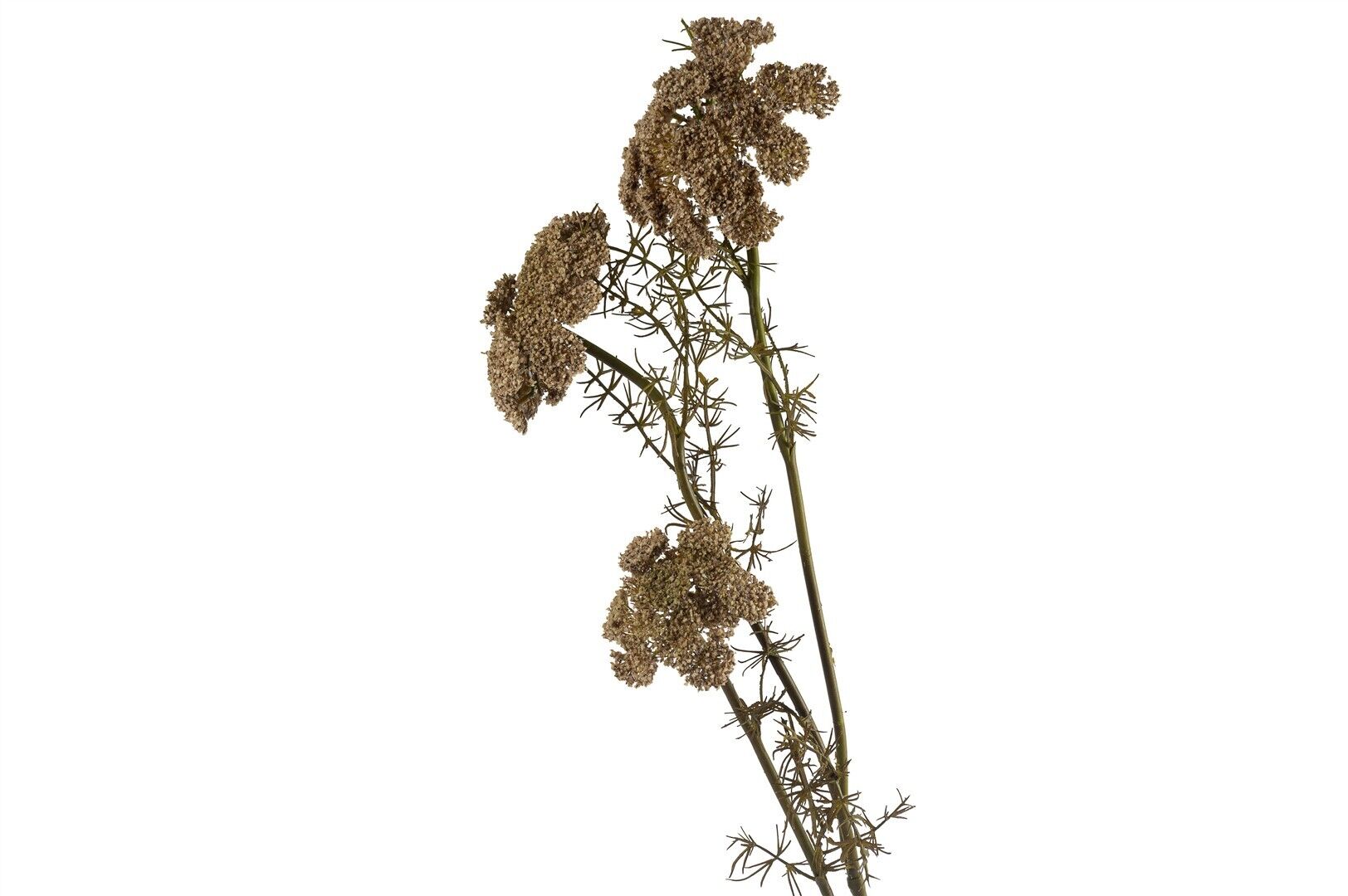 Daucus Carota Yapay Çiçek