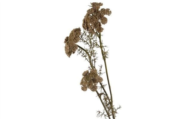 Daucus Carota Yapay Çiçek