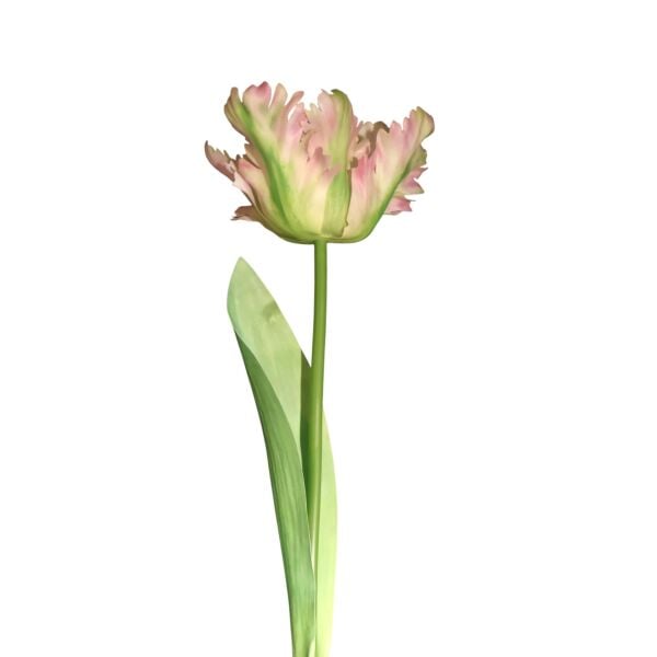 Papağan Lale Pembe