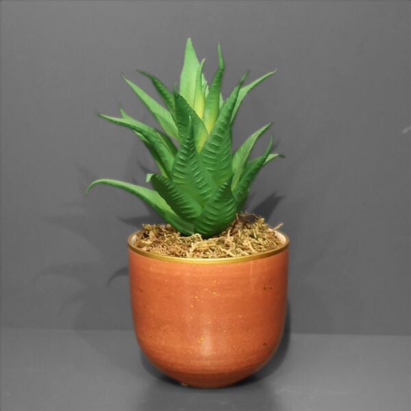 Tarçın Mini Sukulent