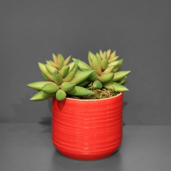 Sukulent Saksı Kırmızı 13Cm