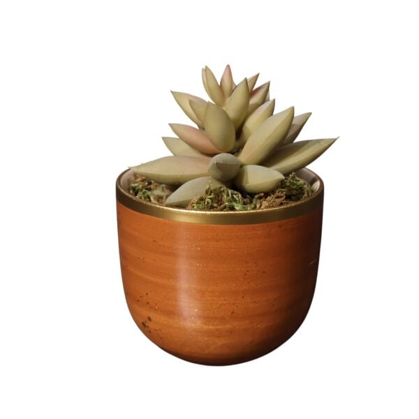 Mini Taba Sukulent