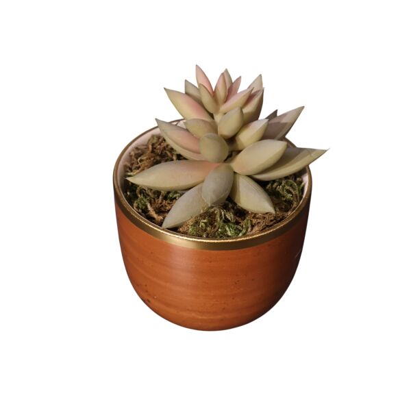 Mini Taba Sukulent