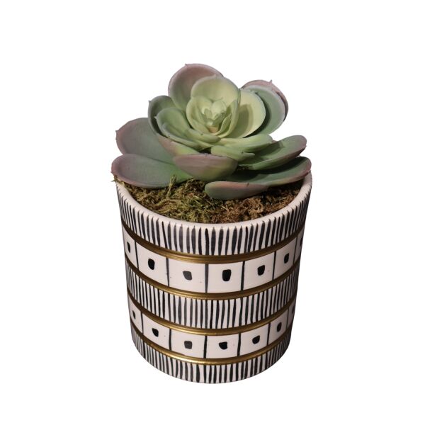 Siyah beyaz silindir Sukulent