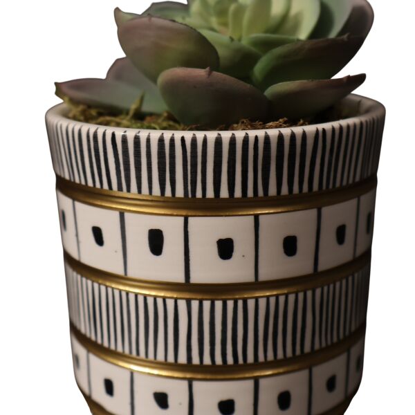 Siyah beyaz silindir Sukulent