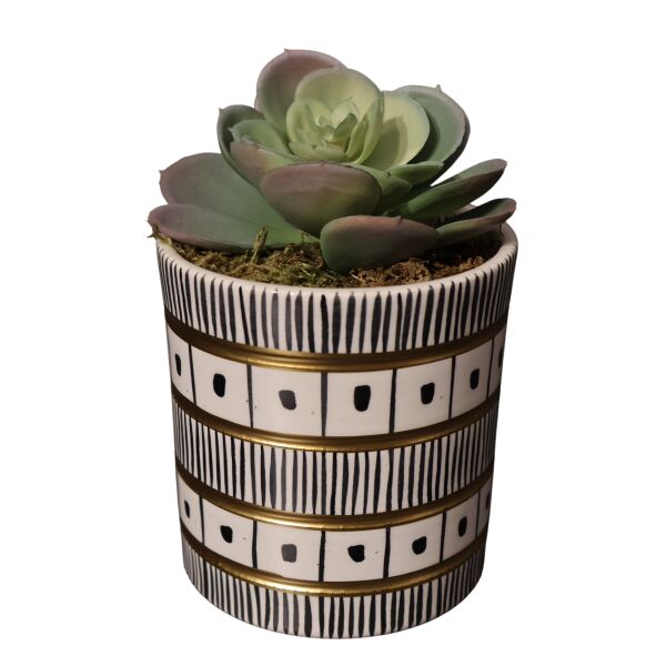 Siyah beyaz silindir Sukulent