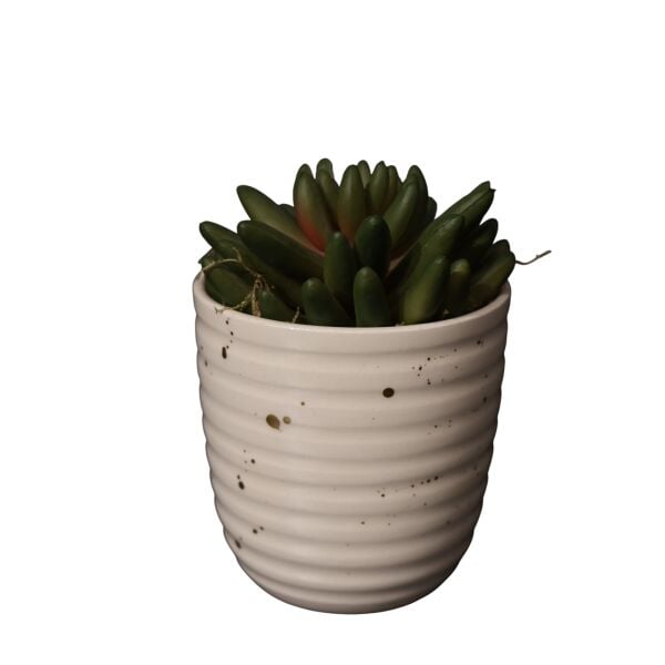 Mini Beyaz Splashlı Sukulent