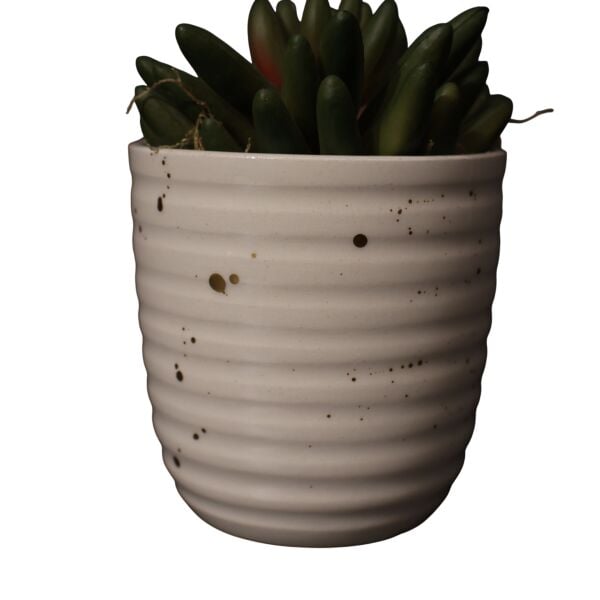 Mini Beyaz Splashlı Sukulent