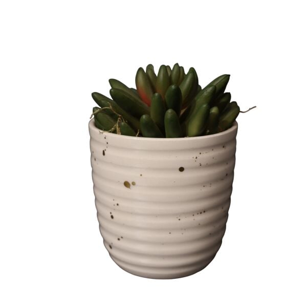 Mini Beyaz Splashlı Sukulent