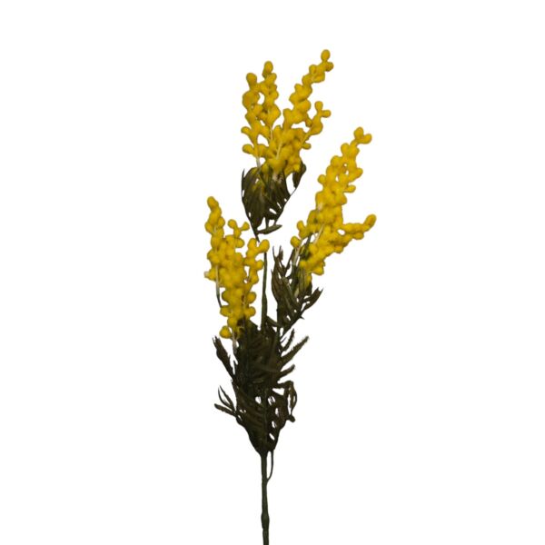 Mimoza