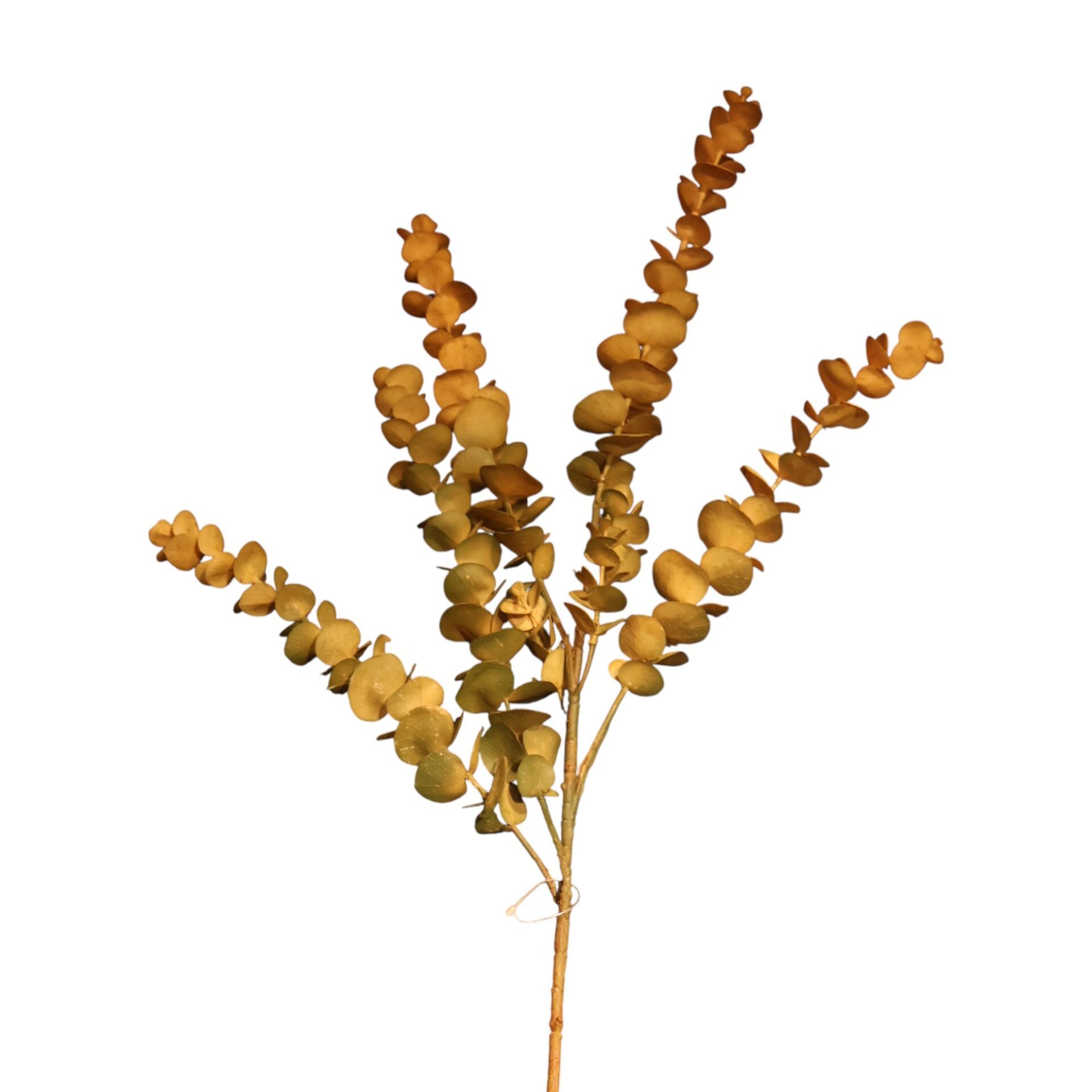 Okaliptus